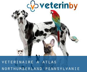 vétérinaire à Atlas (Northumberland, Pennsylvanie)