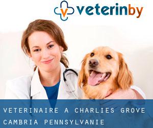 vétérinaire à Charlies Grove (Cambria, Pennsylvanie)