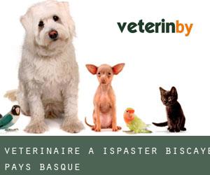 vétérinaire à Ispaster (Biscaye, Pays Basque)